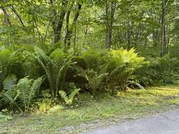 Image of polypody family