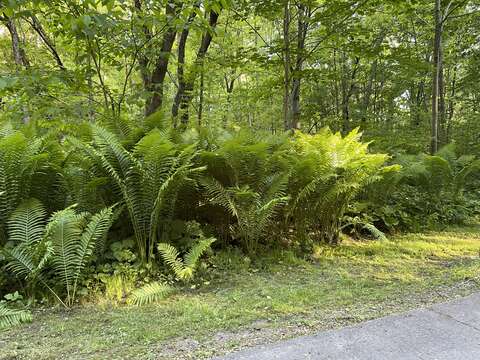 Image of polypody family