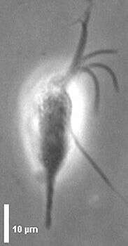 Image of Palustrimonas Patterson & Simpson 1996