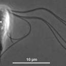 Image de Hexamastix termitis (Grassi) Duboscq & Grassé