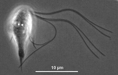 Image of Hexamastix termitis (Grassi) Duboscq & Grassé