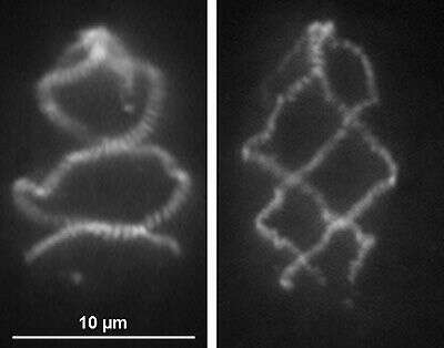 Image of Spirotrichonymphida