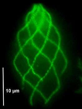 Image of Spirotrichonymphida