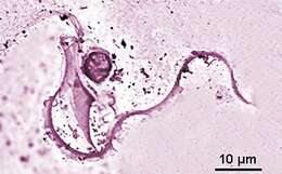 Image of Macrotrichomonas pulchra Grassi 1917