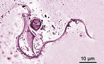 Image of Macrotrichomonas pulchra Grassi 1917