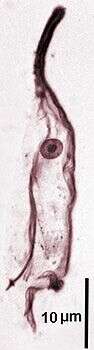 Image of Preaxostyla
