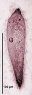 Image of Pseudotrichonympha