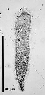 Image of Pseudotrichonympha hertwigi