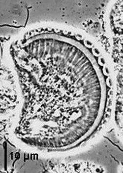 Image of Pseudotrypanosoma