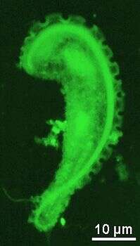 Image of Pseudotrypanosoma