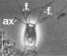 Image of Tetradimorpha radiata Hsiung 1927