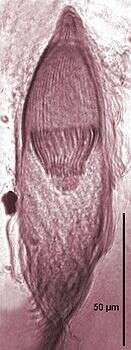 Image of Trichonymphidae