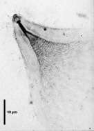 Image of Trichonymphidae