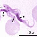 Слика од Trypanosoma congolense