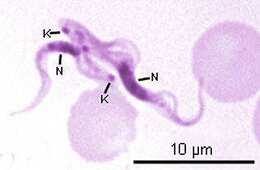 Image of Trypanosoma subgen. Nannomonas