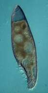 Image of Blepharisma americanum