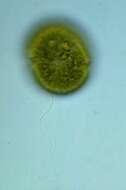 Image of dinoflagellates