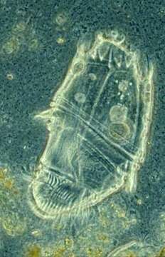 Image of Entodiniomorphida