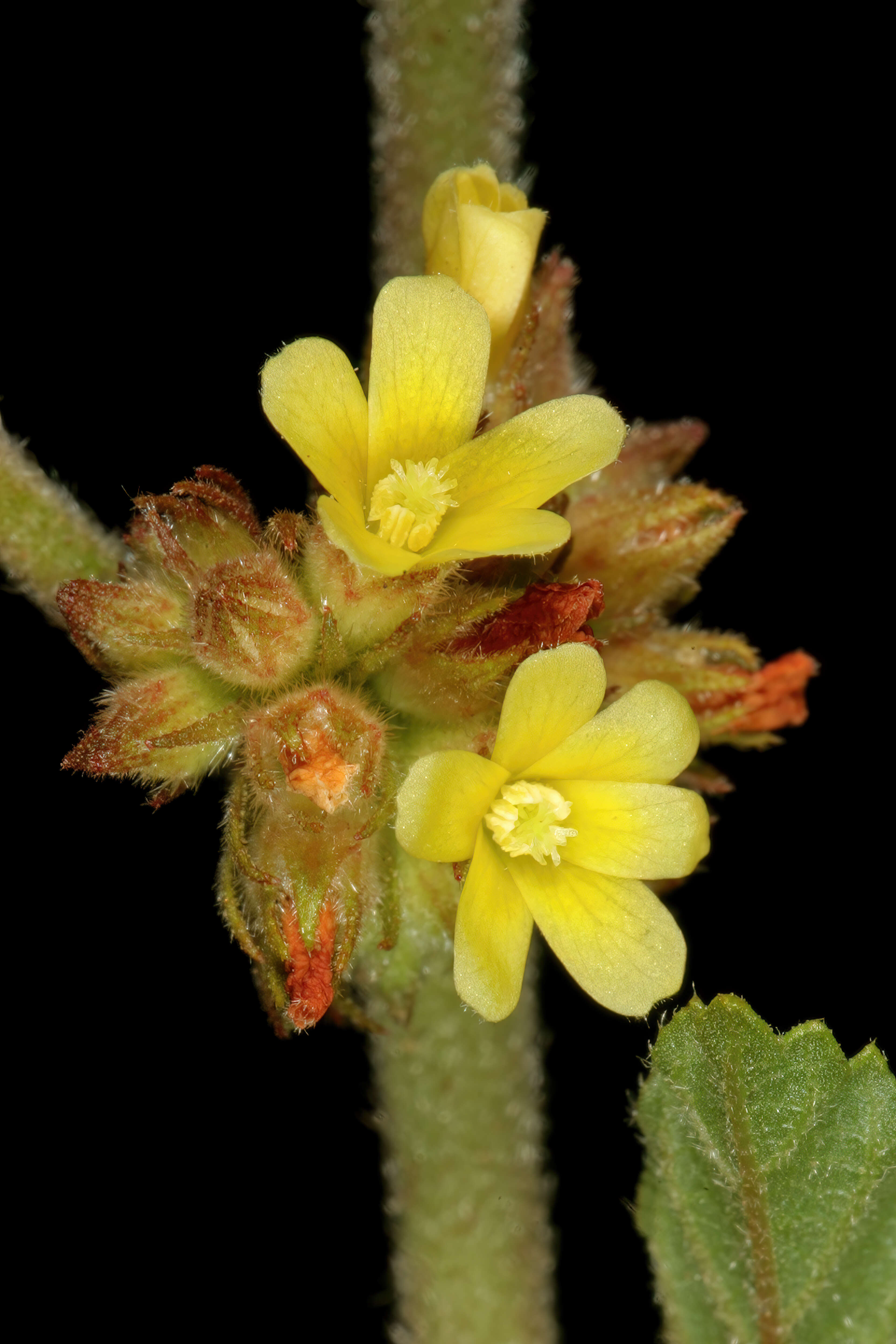 Imagem de Waltheria indica L.