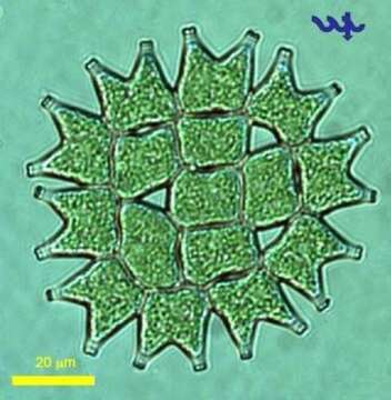 Image of Pediastrum duplex