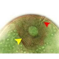 Holophrya ovum Ehrenberg 1831 resmi