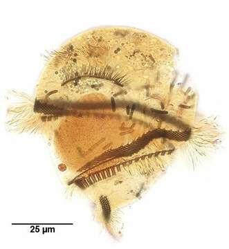 Image of Caenomorpha simplex Jankowski 1964