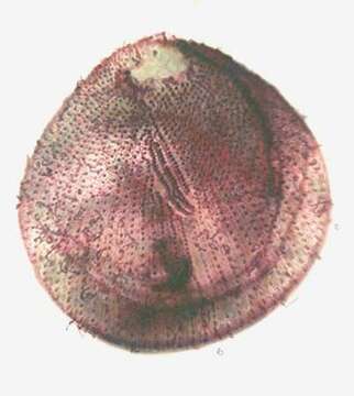 Image of Holophrya ovum Ehrenberg 1831