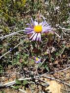 Image of Symphyotrichum carnerosanum (S. Wats.) G. L. Nesom