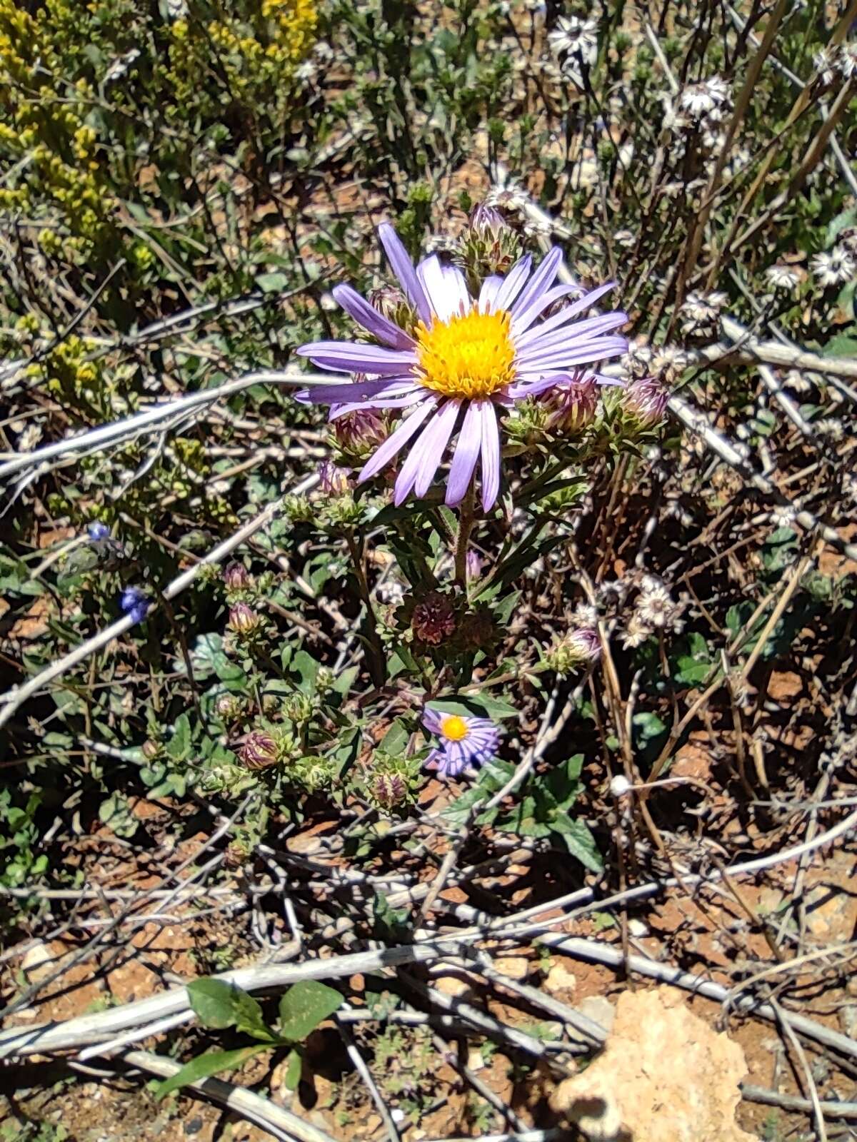 Image de Symphyotrichum carnerosanum (S. Wats.) G. L. Nesom