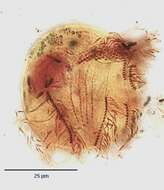 Sivun Pelodinium reniforme Lauterborn 1908 kuva