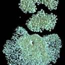 Image of Microcystis flos-aquae