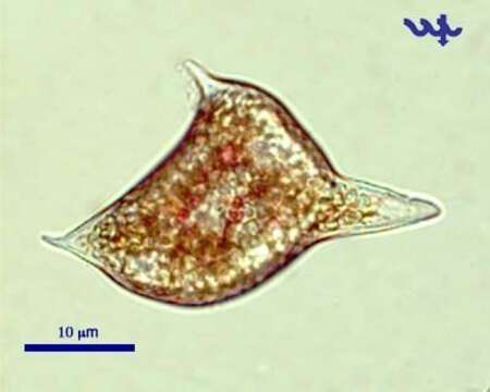 Ceratium hirundinella的圖片