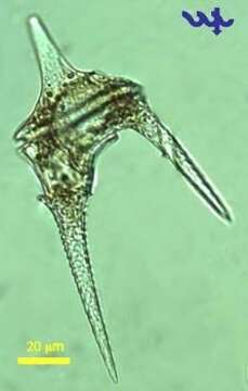 صورة Ceratium hirundinella