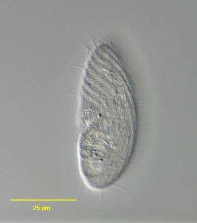 Слика од Colpodidium caudatum