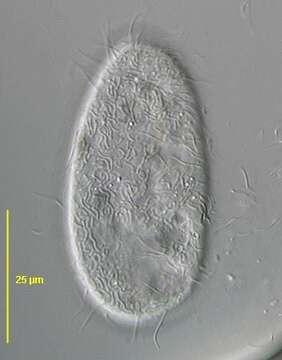 Image of Colpodidium caudatum