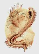 Image de Caenomorpha sapropelica Kahl 1927