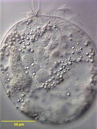 Image de Condylostomides da Silva Ne 1994