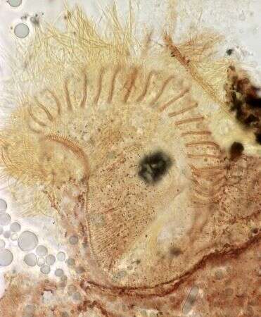 Image of Condylostomides da Silva Ne 1994