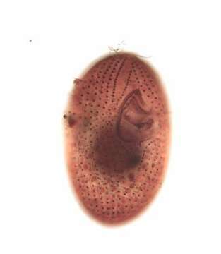 Image of Sphenostomella vernalis (Dragesco & Groliere 1969) Jankowski 1980