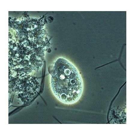 Image of Hymenostomatida