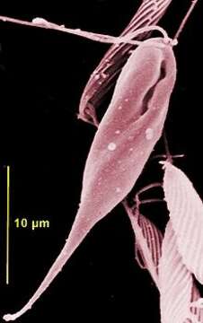 Image of Chilomastix caulleryi