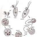 Colpodella perforans (Hollande 1938) Patterson & Zöllfel 1991的圖片