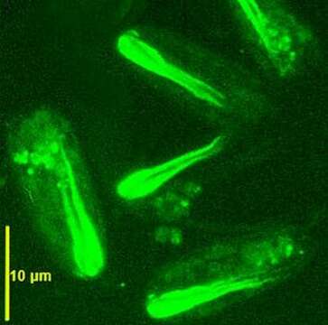 Image of Entosiphon sulcatum