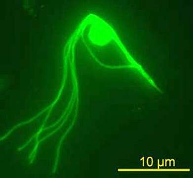 Image de Hexamastix termitis (Grassi) Duboscq & Grassé