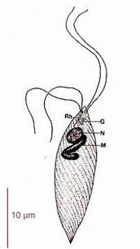 Image of Karotomorpha bufonis (Dobell) Travis