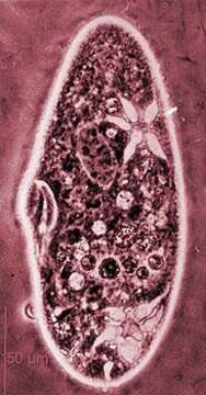 صورة Paramecium tetraurelia