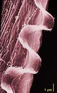 Image of Pseudotrypanosoma