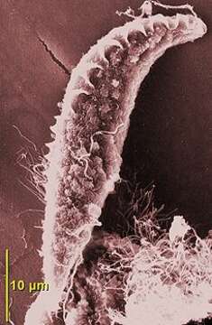 Image of Pseudotrypanosoma giganteum