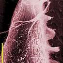 Image of Pseudotrypanosoma giganteum