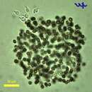 Image de Microcystis flos-aquae